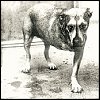 Alice In Chains - Alice In Chains LP