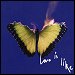 Maroon 5 & Lil Wayne - "Love Is Like" (Single)